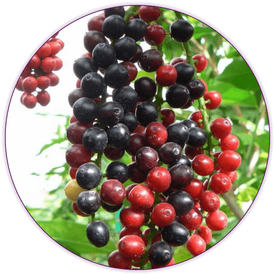 צמחי מרפא ותבלין