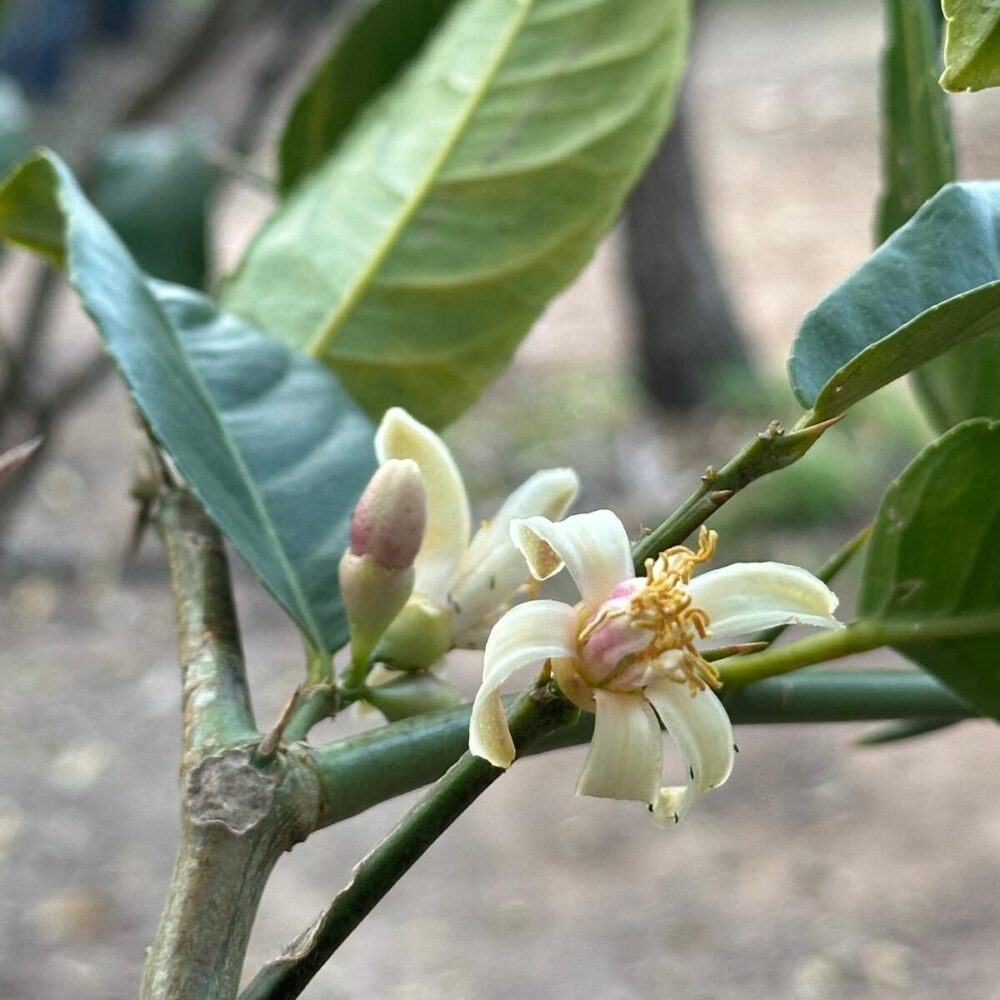 פריחת אתרוג תימני