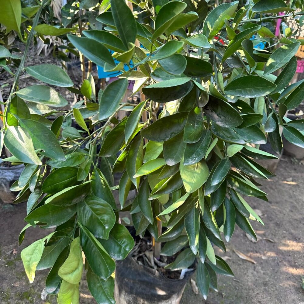 תפוז דם קרה קרה עלים