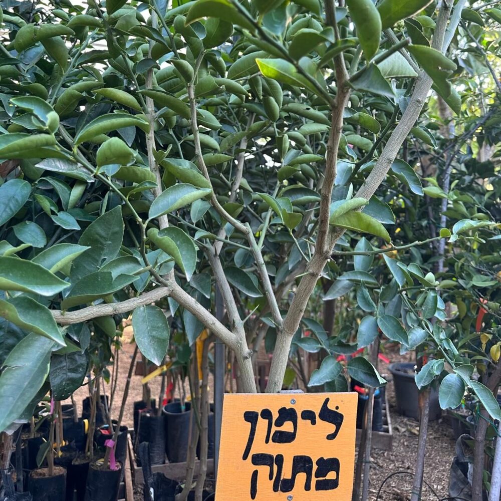 לימון מתוק שתיל עם שילוט