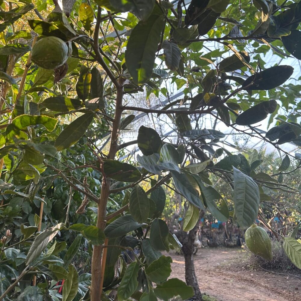 אתרוג תימני מבט מתוך השתיל