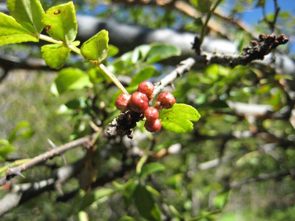 פרי פלפל סצ'ואן