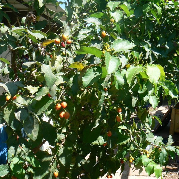 Bunchosia argentea פרי חמאת הבוטנים