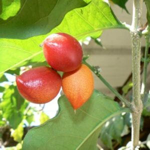 Bunchosia argentea פרי חמאת הבוטנים