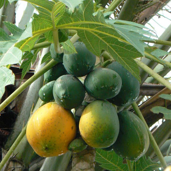 פפאיה צמח ופרי