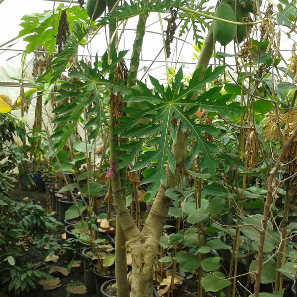 פפאיה צמח ופרי