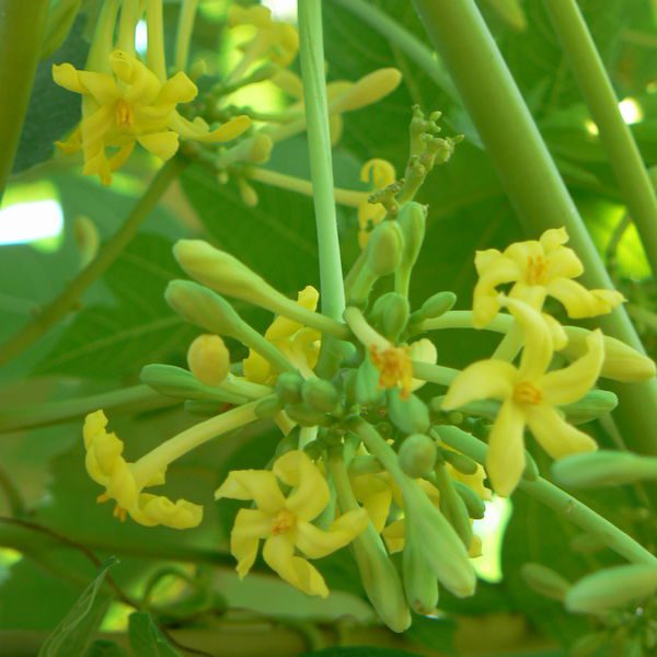 פרח פפאיה זכרי