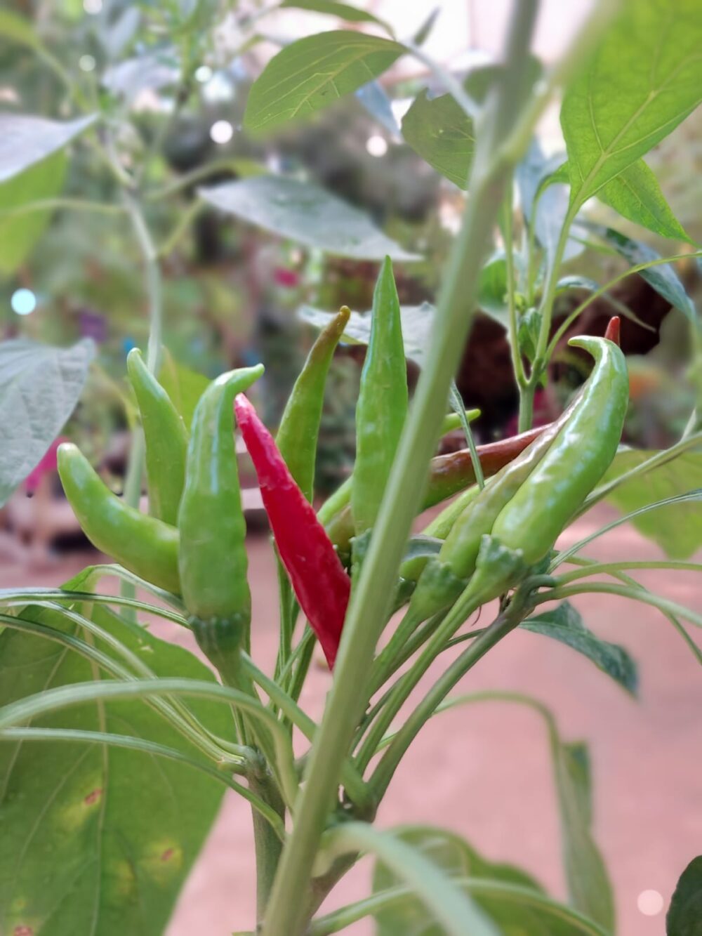 Whatsapp Image 2023 08 13 At 09.15.18