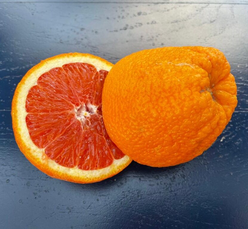 תפוז דם קרה קרה