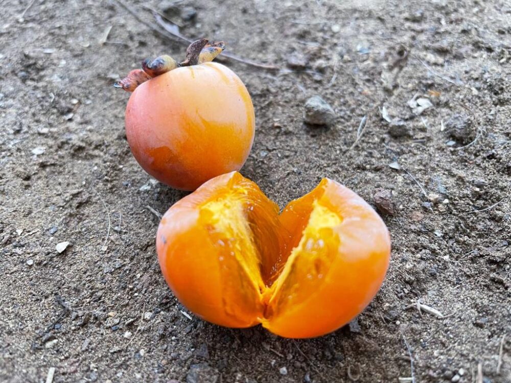 Whatsapp Image 2023 08 29 At 13.29.53