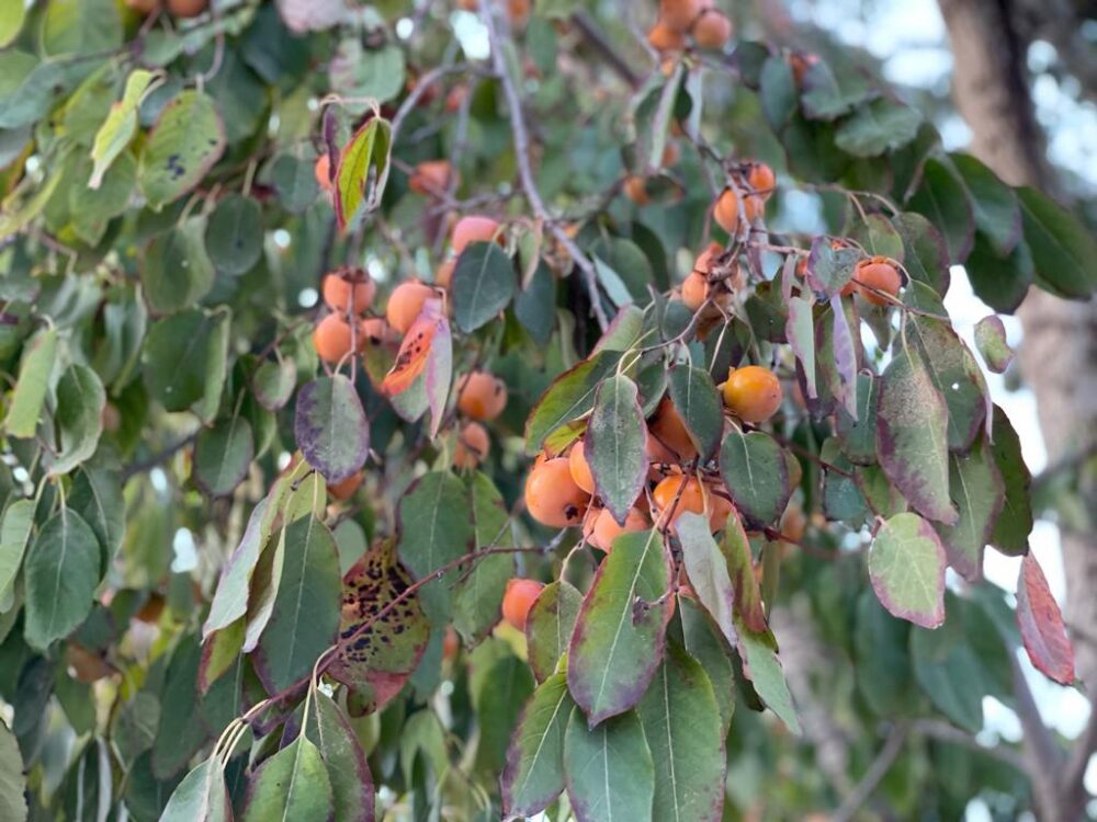 Whatsapp Image 2023 08 29 At 13.29.53(3)