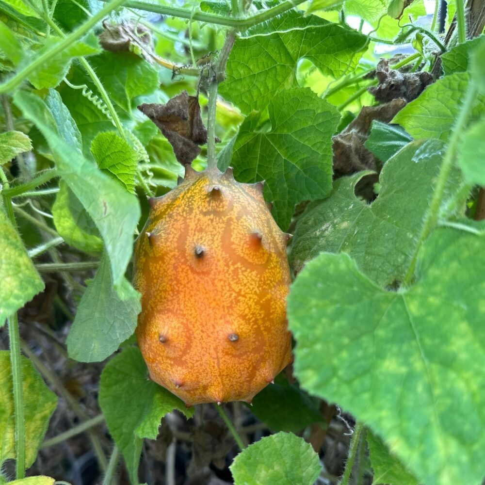 קיוואנו פרי תלוי על המטפס