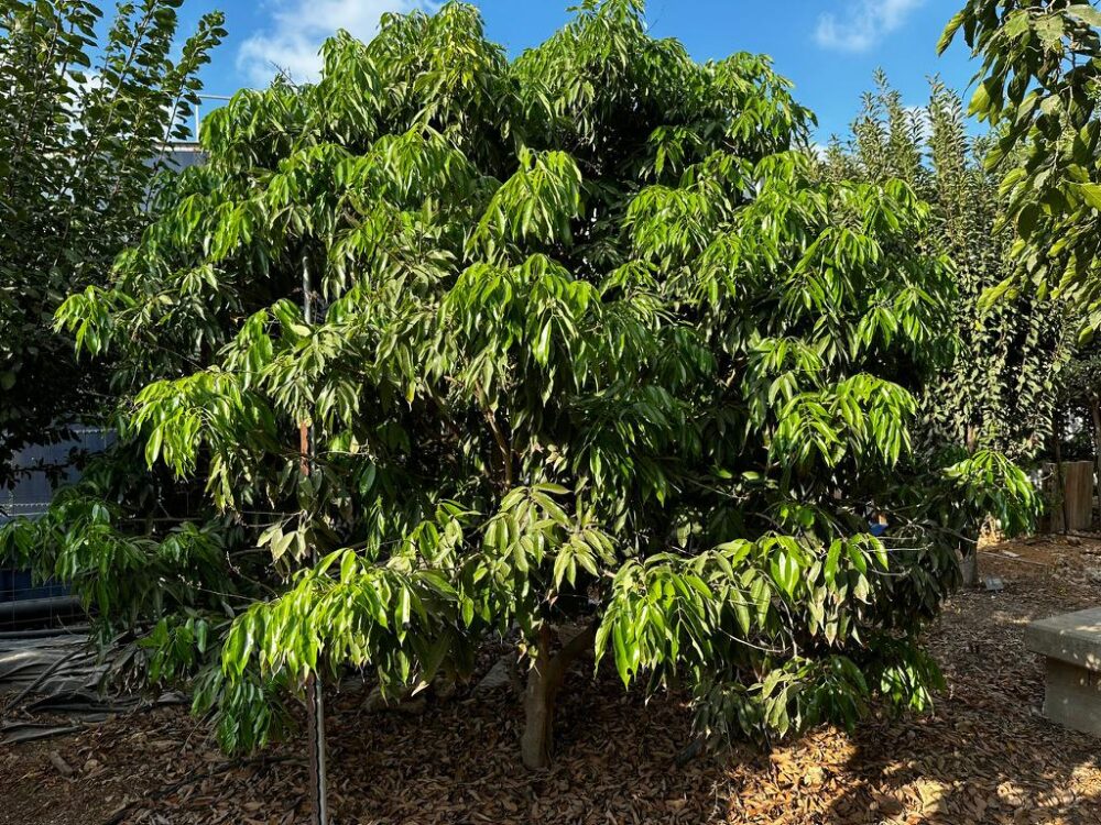 עץ ליצ'י הונג לונג