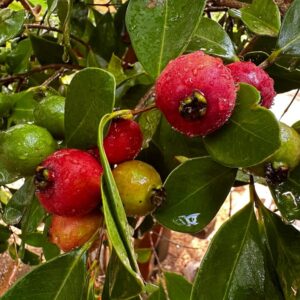 פירות של גויאבה תותית אדומה (גותית)