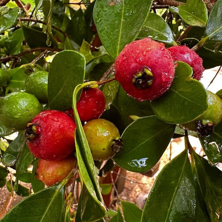 פירות של גויאבה תותית אדומה (גותית)