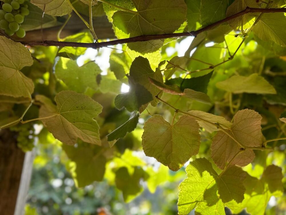 Whatsapp Image 2023 09 03 At 11.03.02