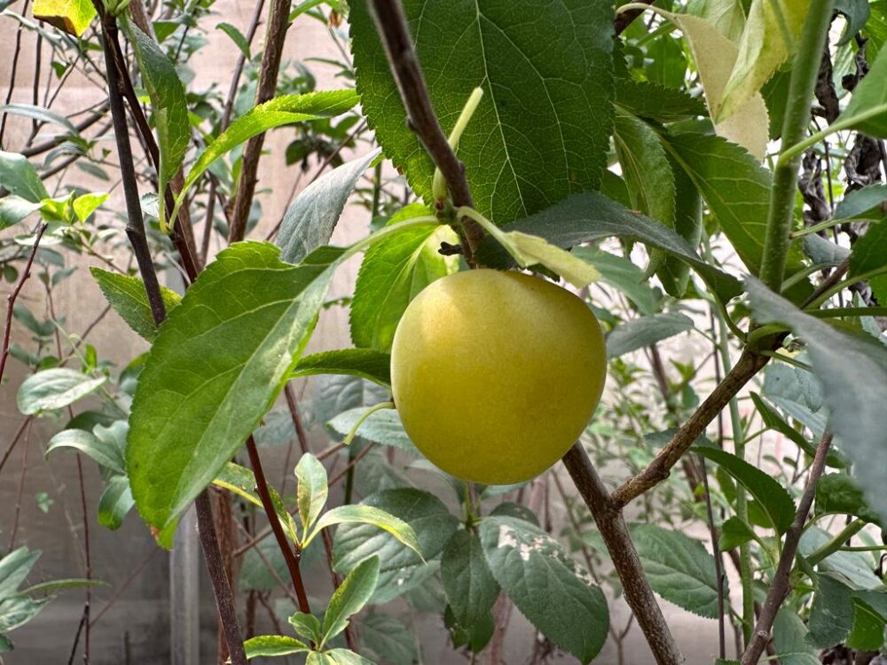 שזיף בר קווקזי קרסיה צבע צהוב