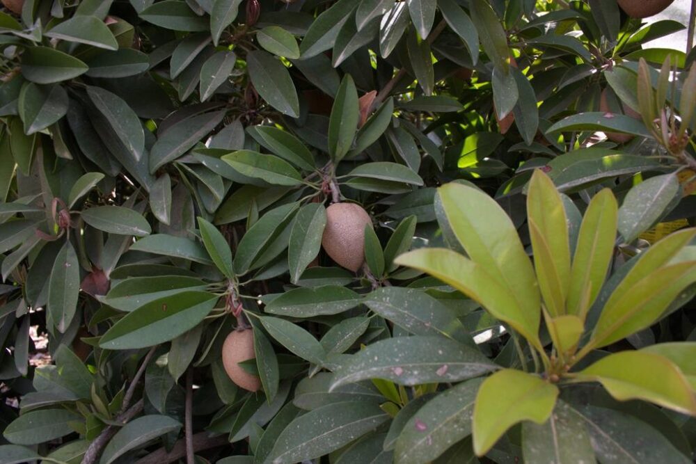 ספודילה (צ'יקו) Manilkara zapota