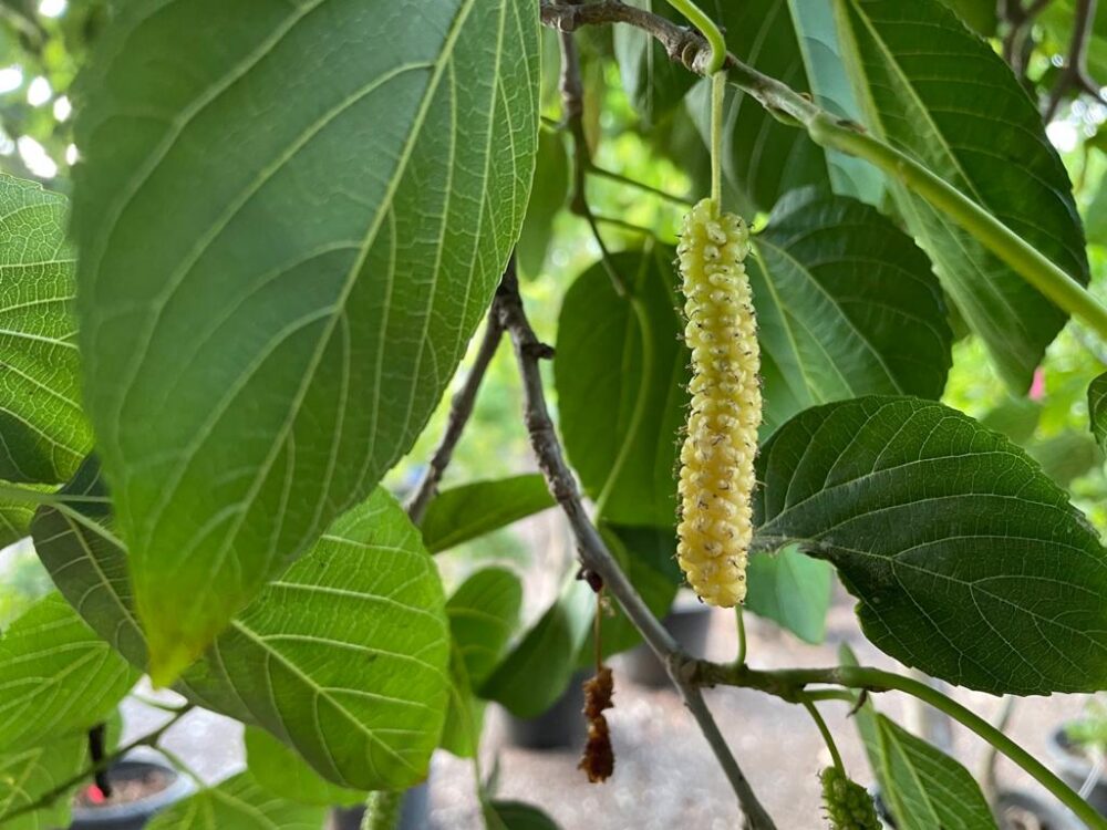 תות עץ ארוך לבן / תות אפגני לבן