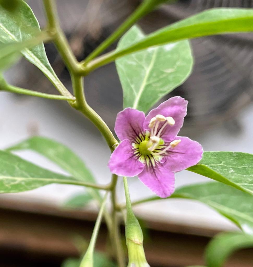 פריחת גוג'י ברי