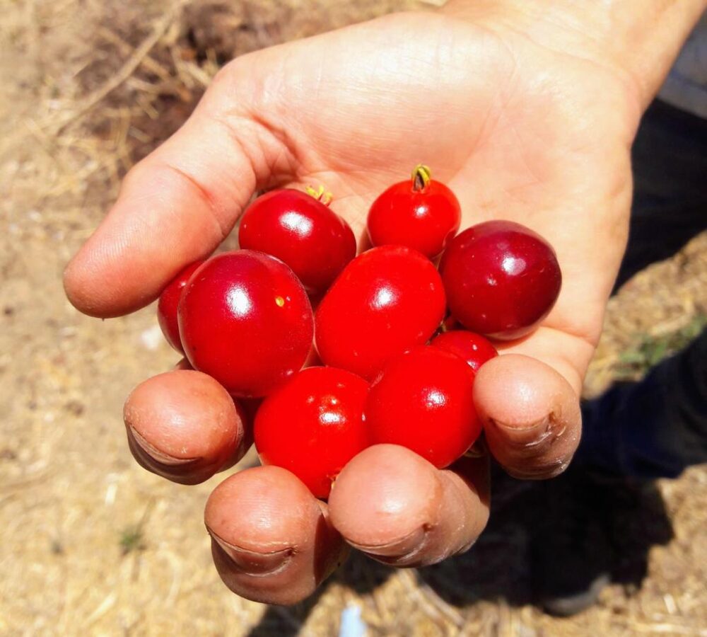 פירות סידר ביי בתוך כף יד