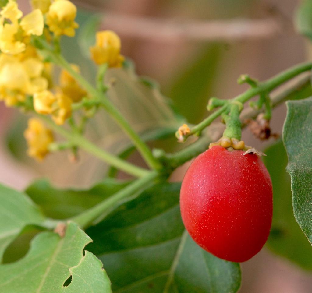 Bunchosia argentea פרי חמאת הבוטנים