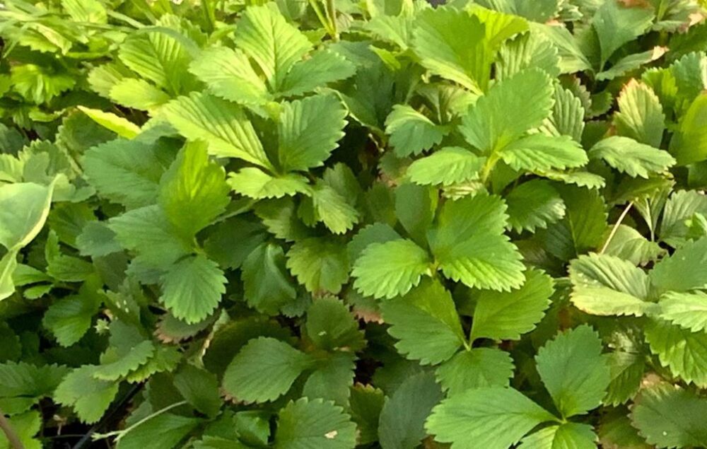 שתיל תות יער שופע