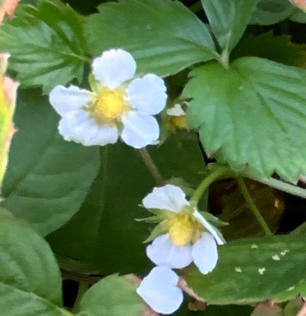 תות יער פריחה