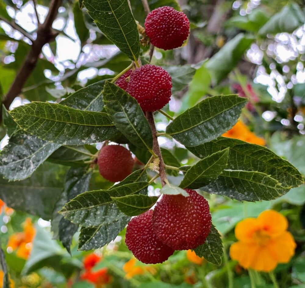 פירות יאנג מיי תלויים על ענף