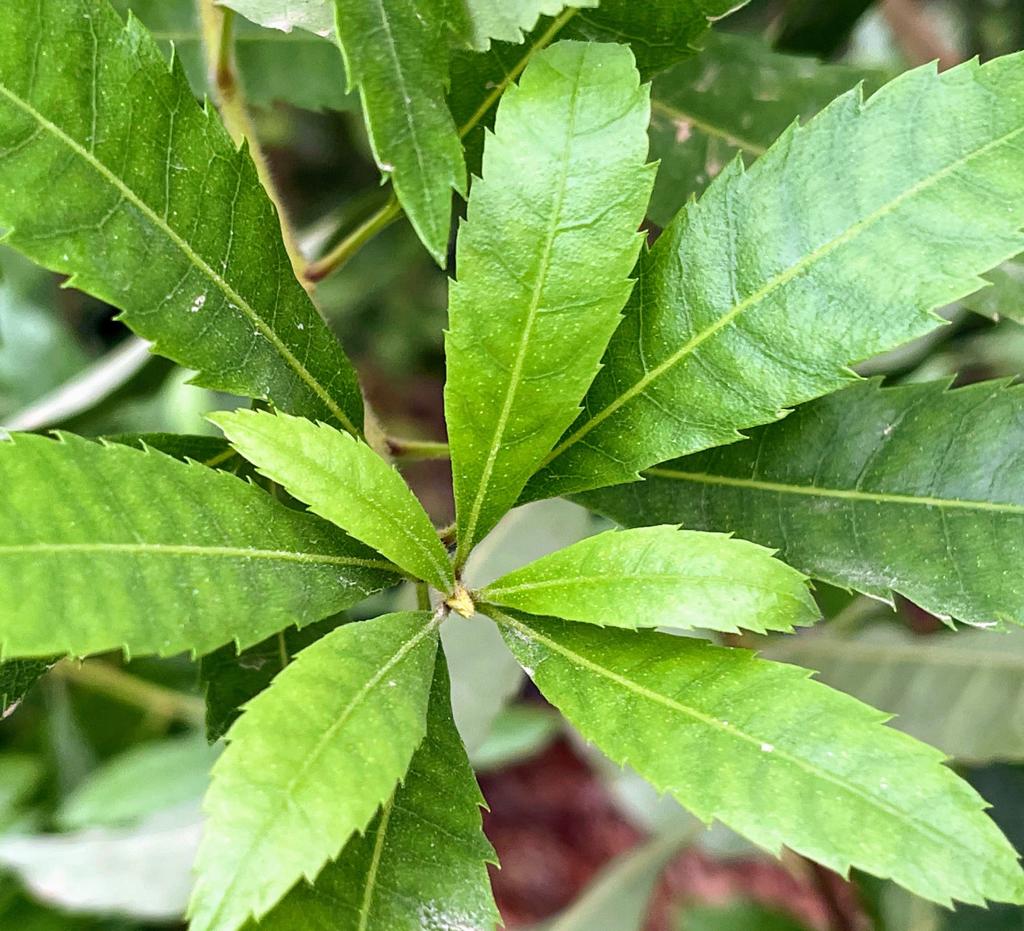 יאנג מיי עלים של שתיל