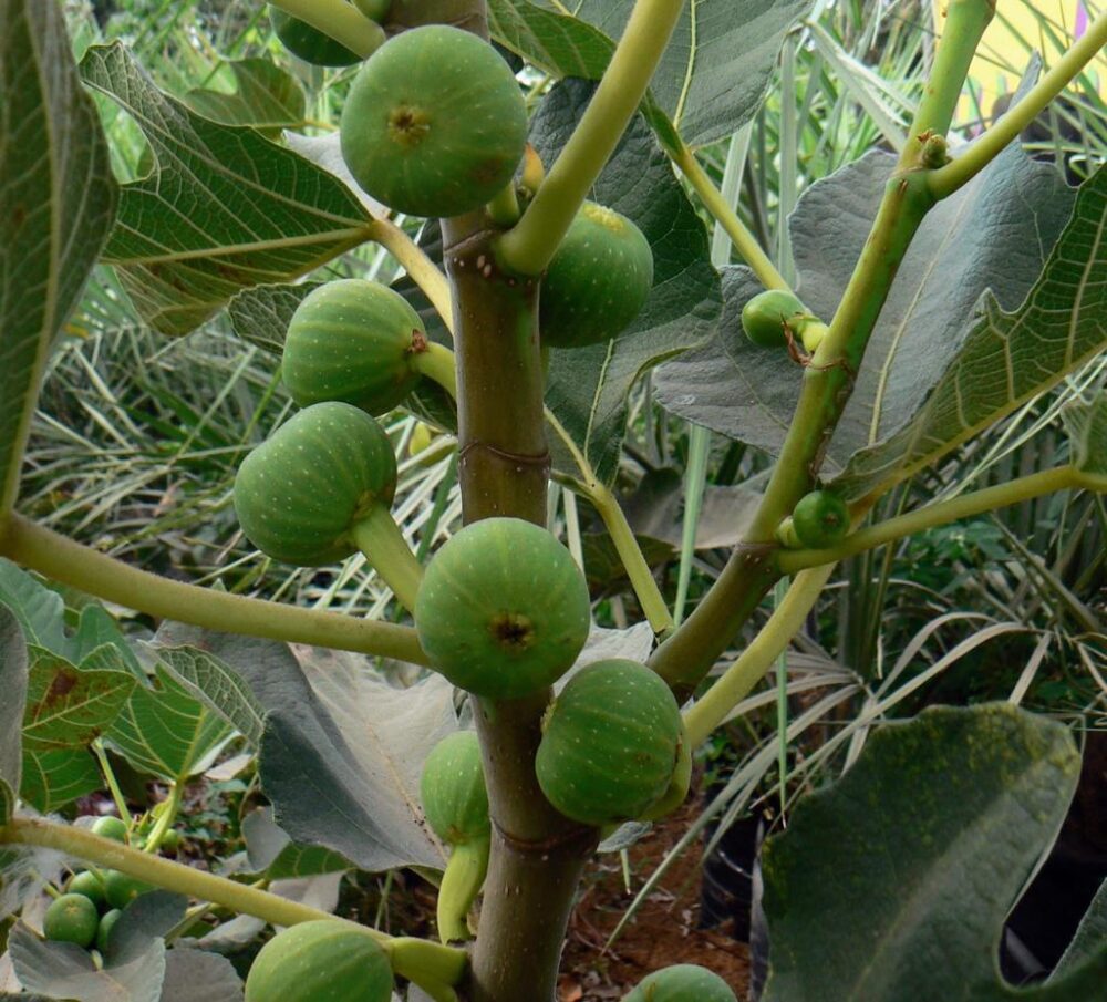 Whatsapp Image 2023 09 20 At 12.50.53