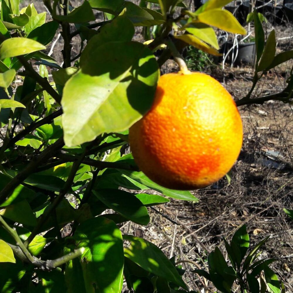 תפוז דם מורו