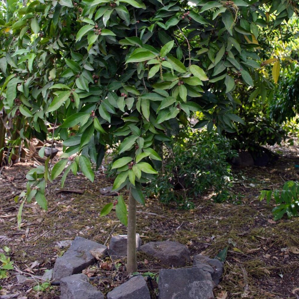 עץ אורנג' ברי