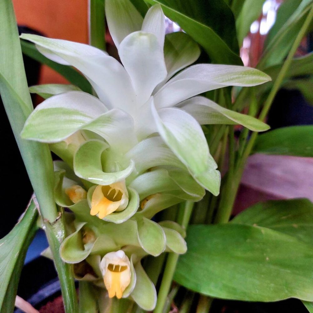 פריחה כורכום