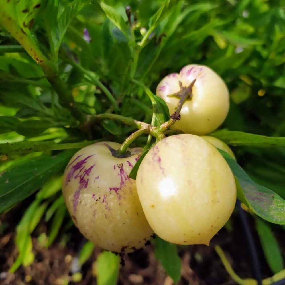 Whatsapp Image 2023 09 25 At 21.04.09