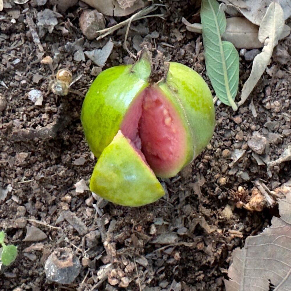 גויאבה ננסית