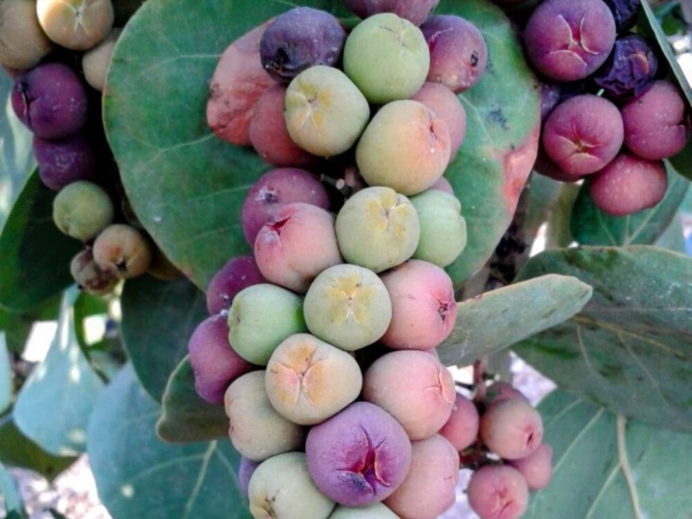 ענבי ים קוקולובה