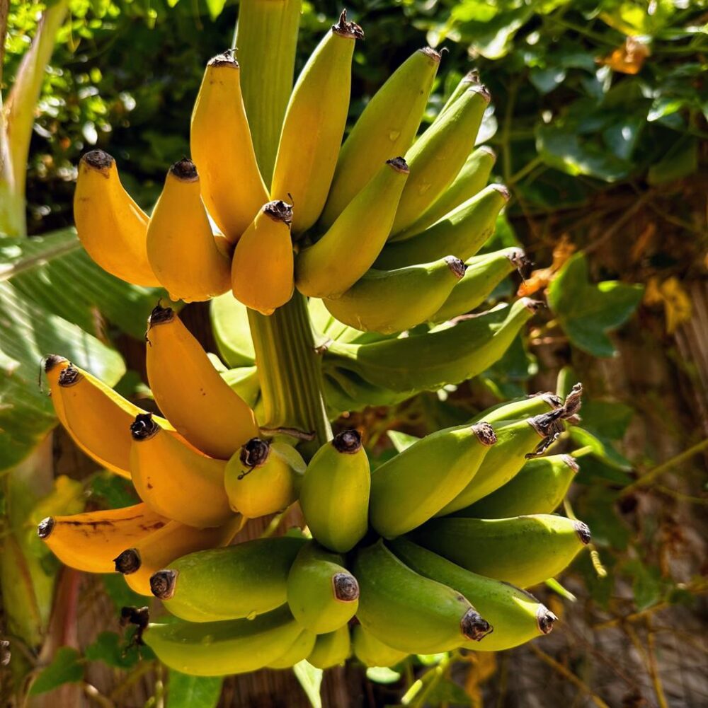 בננה אצבעות