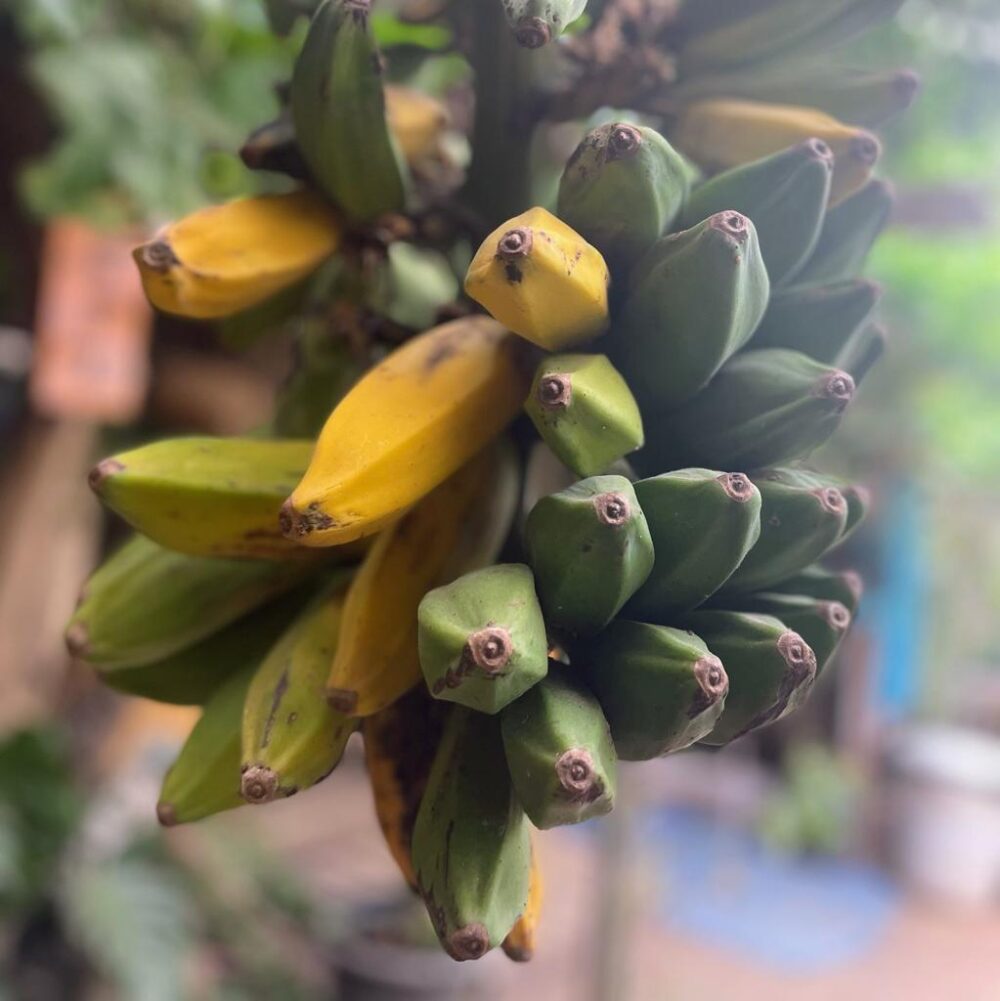 בננה פלנטין