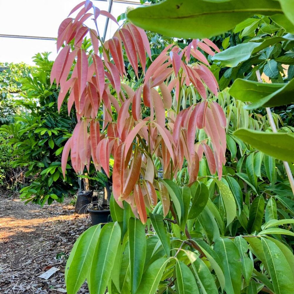 ליצ'י מאוריציוס עלים