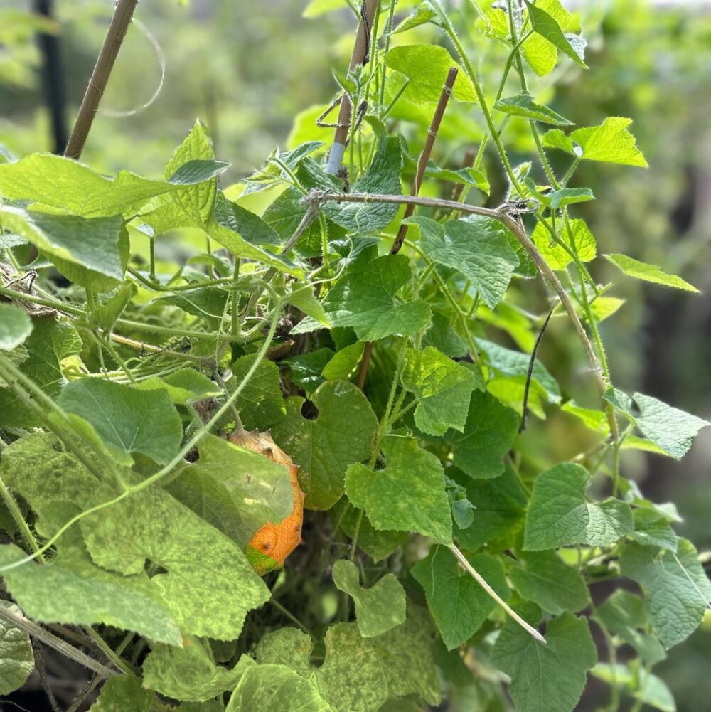 שתיל קיוואנו