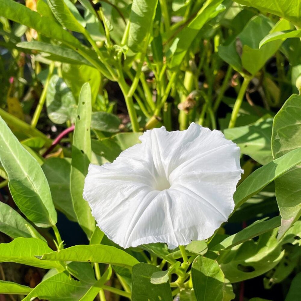 תרד תאילנדי (תרד מים)