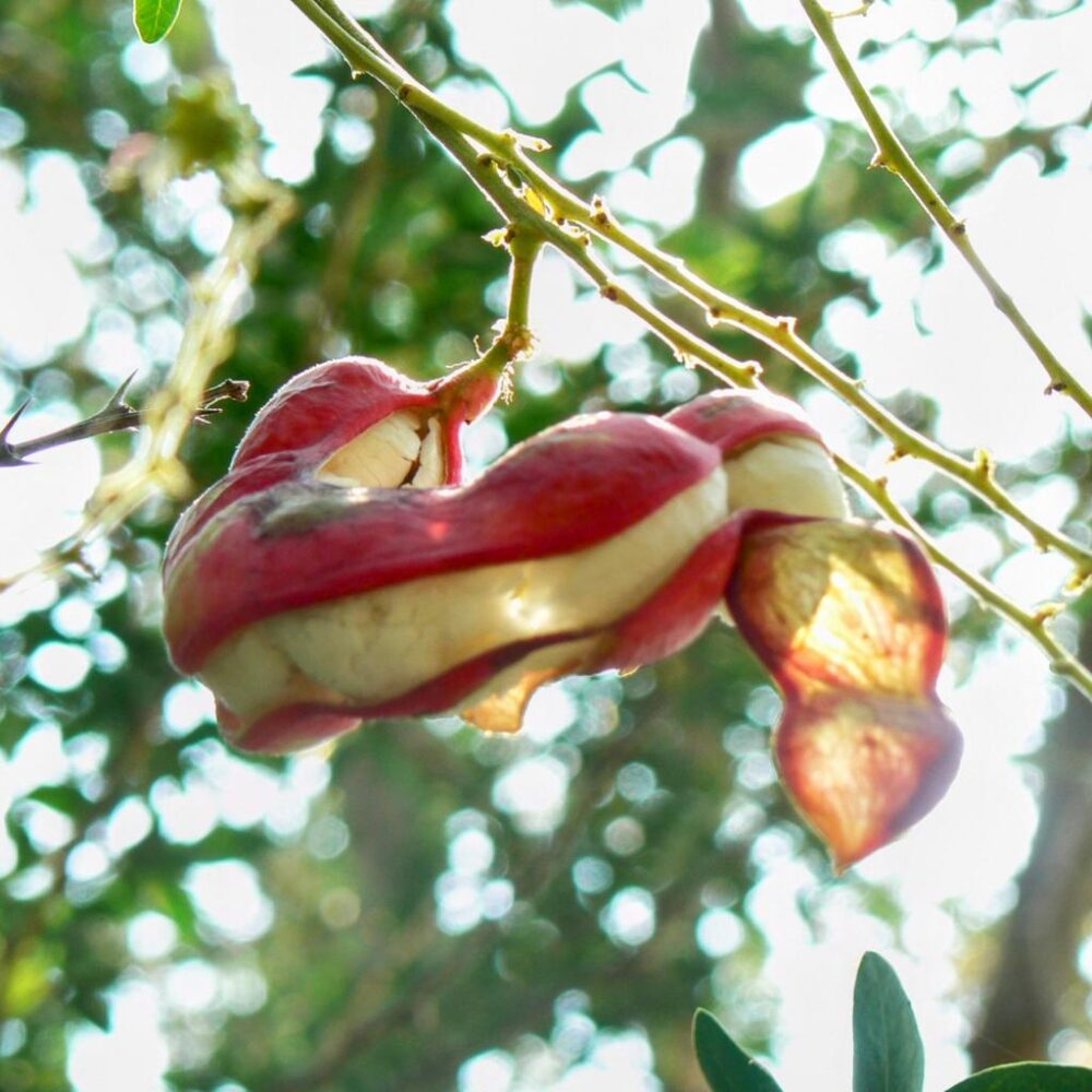 פרי אינגה המתוקה