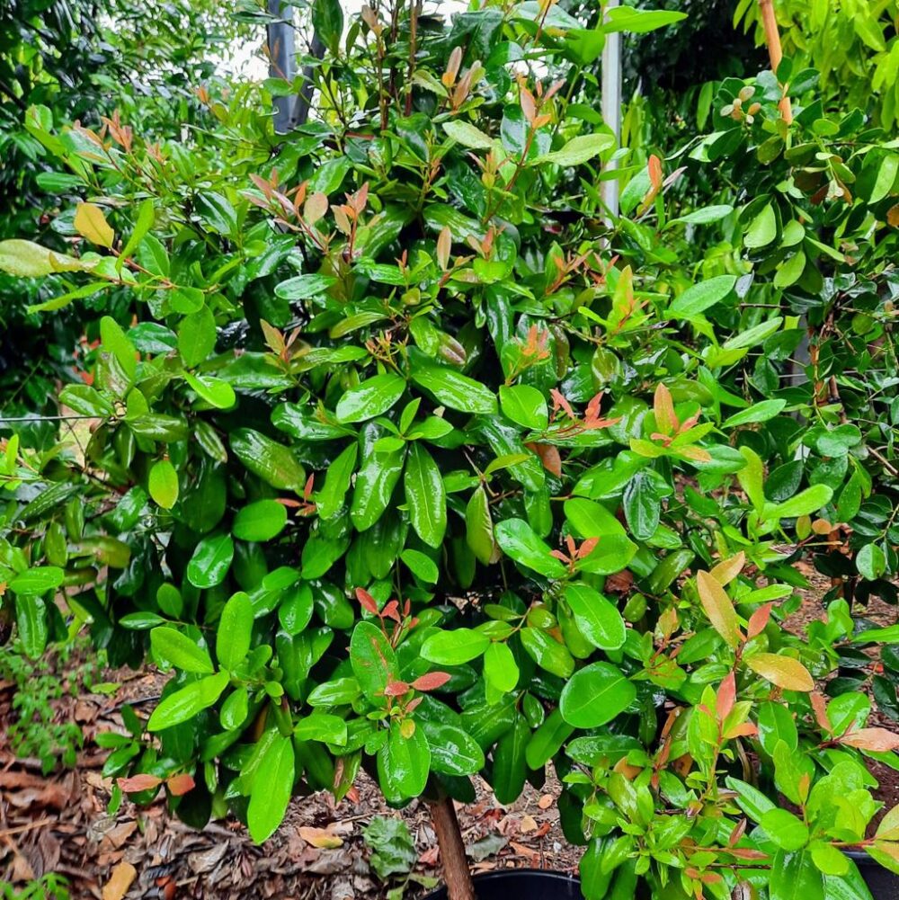 שתיל ביירם בעציץ