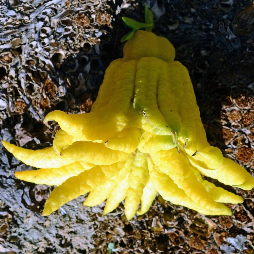 אתרוג אצבעות בודהה