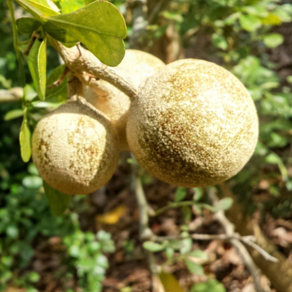 תפוח הפילים