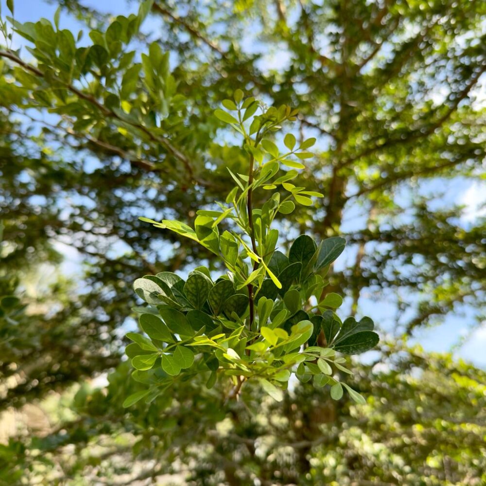 Whatsapp Image 2023 10 04 At 18.38.41