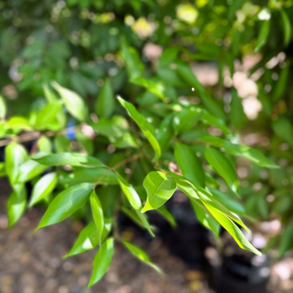 קינמון יפאני