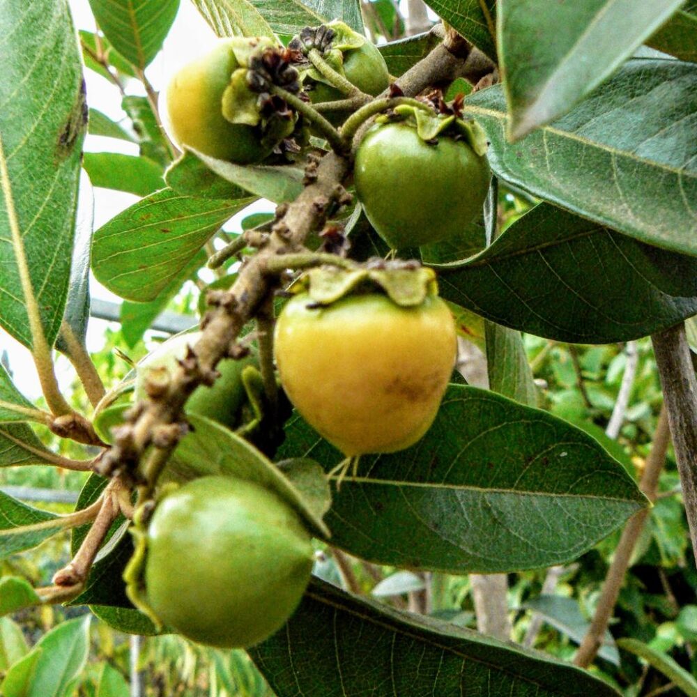 Whatsapp Image 2023 10 17 At 21.29.33