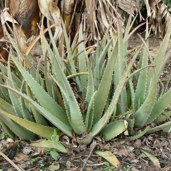 Aloevera1.jpg